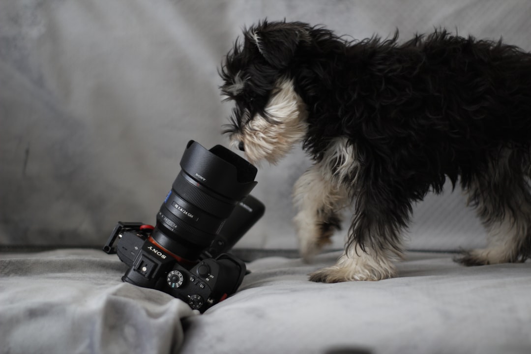 Pet Cameras e cucina per cani: due trend che cambiano il content marketing pet
